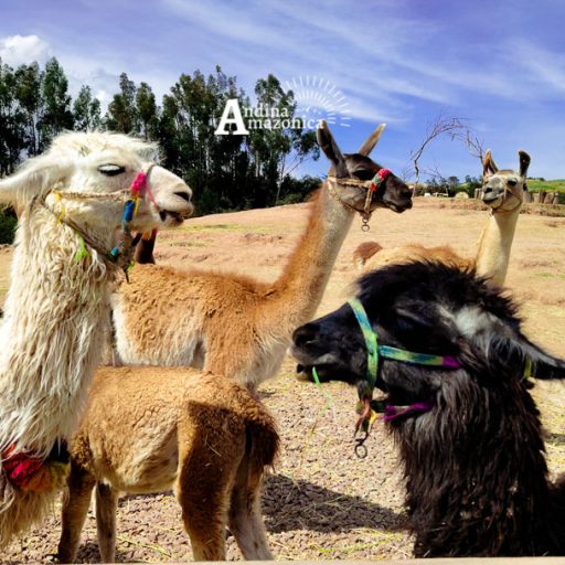 20052025-IMG_20250520_114940_1