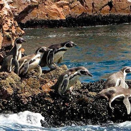 21112025-islas ballestas6